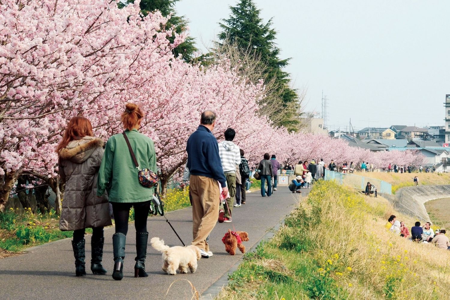 🏞️ 미나미아시가라 운동공원 (미나미아시가라시 운도코엔) 이미지 6